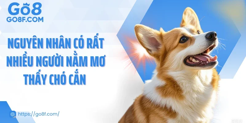 Nguyên nhân có rất nhiều người nằm mơ thấy chó cắn